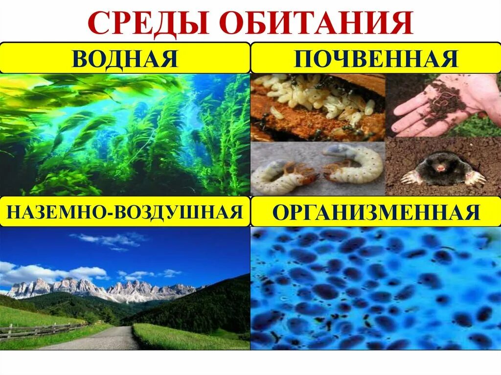 Среда. Среда обитания. Среды жизни. Водная наземно воздушная почвенная организменная.