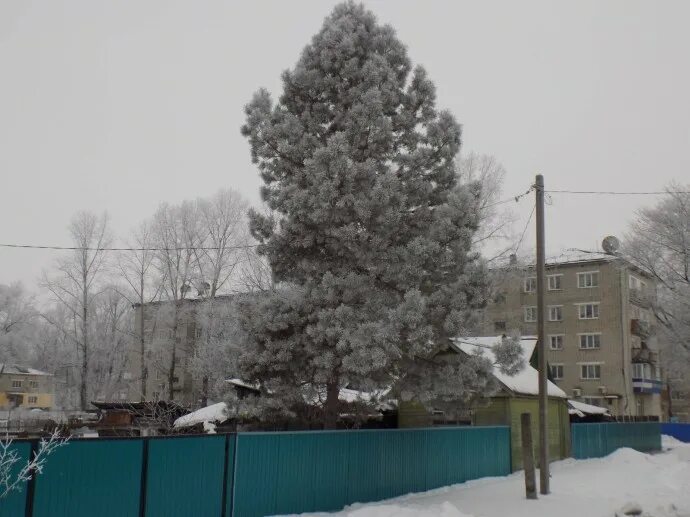 Погода в амурзете на неделю. Амурзет Еврейская автономная область. Город Амурзет Хабаровский край. Село Амурзет Еврейской автономной области. Амурзет школа.