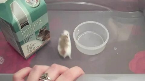 Зачем тальк хомякам
