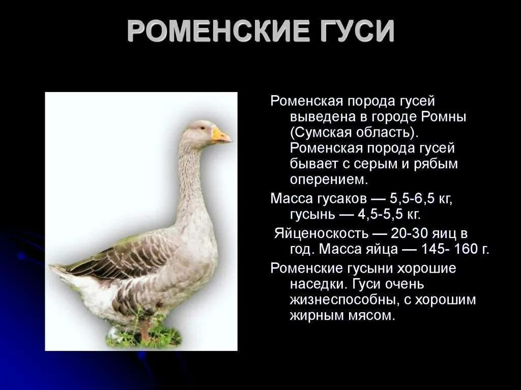 Текст про гусей. Характеристика гусей. Разновидности диких гусей. Породы домашних гусей с описанием. Раменская порода гусей.