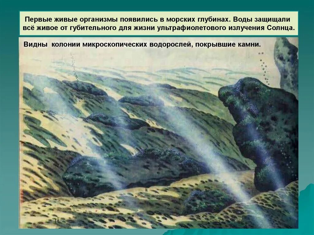 1 живые организмы зародились в. Первые живые организмы на земле. Где возникли первые живые организмы. Первые живые организмы появились на земле в эру. Первые организмы образовались в воде.