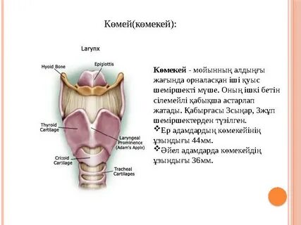 Кременец секс пенни үшін