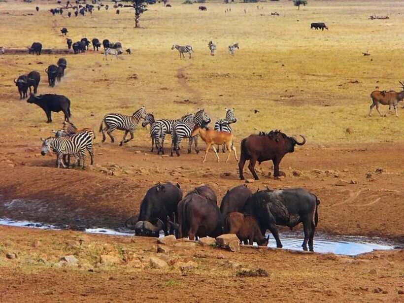 Засуха животные. Национальный парк цаво Кения. Парк Тсаво Кения. Национальный парк цаво в Африке. Патрик Мвалуа Кения.