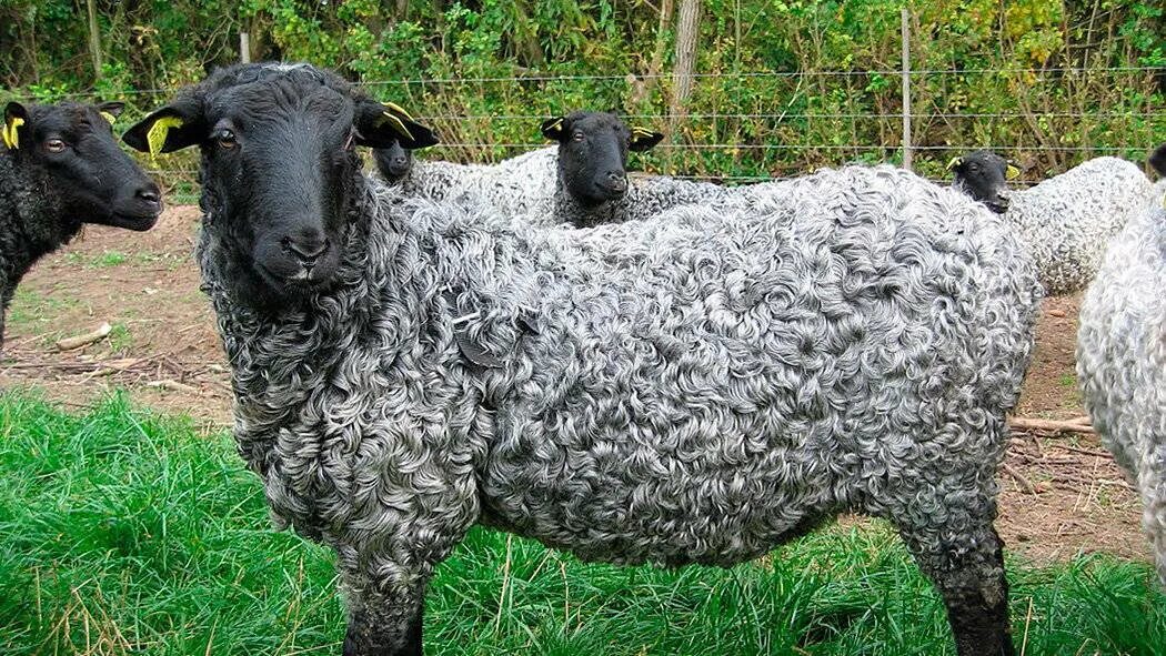Бараны в крае купить. Каракулевая порода овец. Баран каракульской породы. Бесшерстные породы овец. Порода овец Керли.