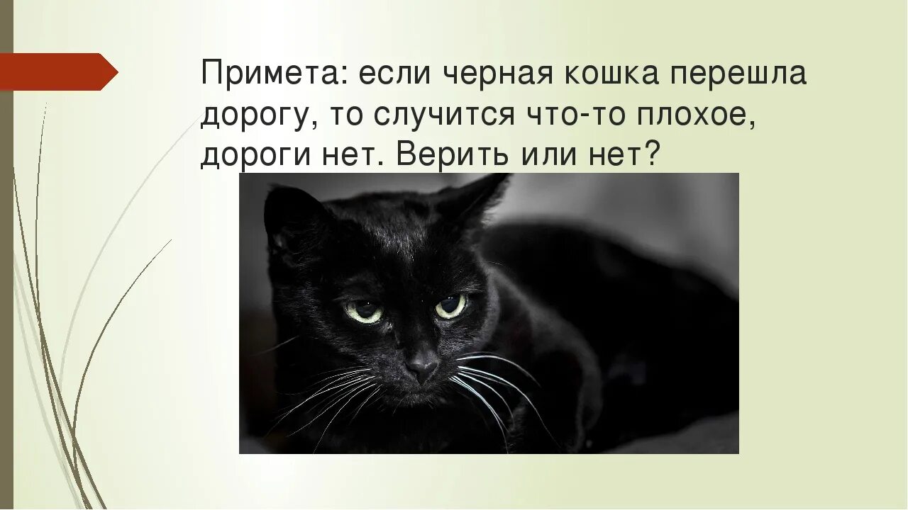 Если черный перейдет песня. Приметы о черных кошках. Черный кот примета. Черная кошка примета. Чёрная кошка перебежала дорогу.