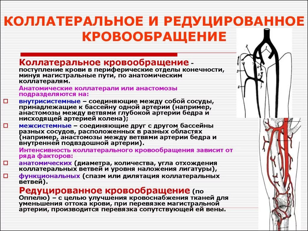 Статья артерия жизни по дну чего. Понятие коллатерального и редуцированного кровообращения.. Коллатеральный кровоток при перевязке бедренной артерии. Методы коррекции нарушенного коллатерального кровообращения. Кровоснабжение верхней конечности артерии анатомия.