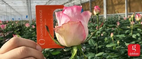Страна производитель цветов