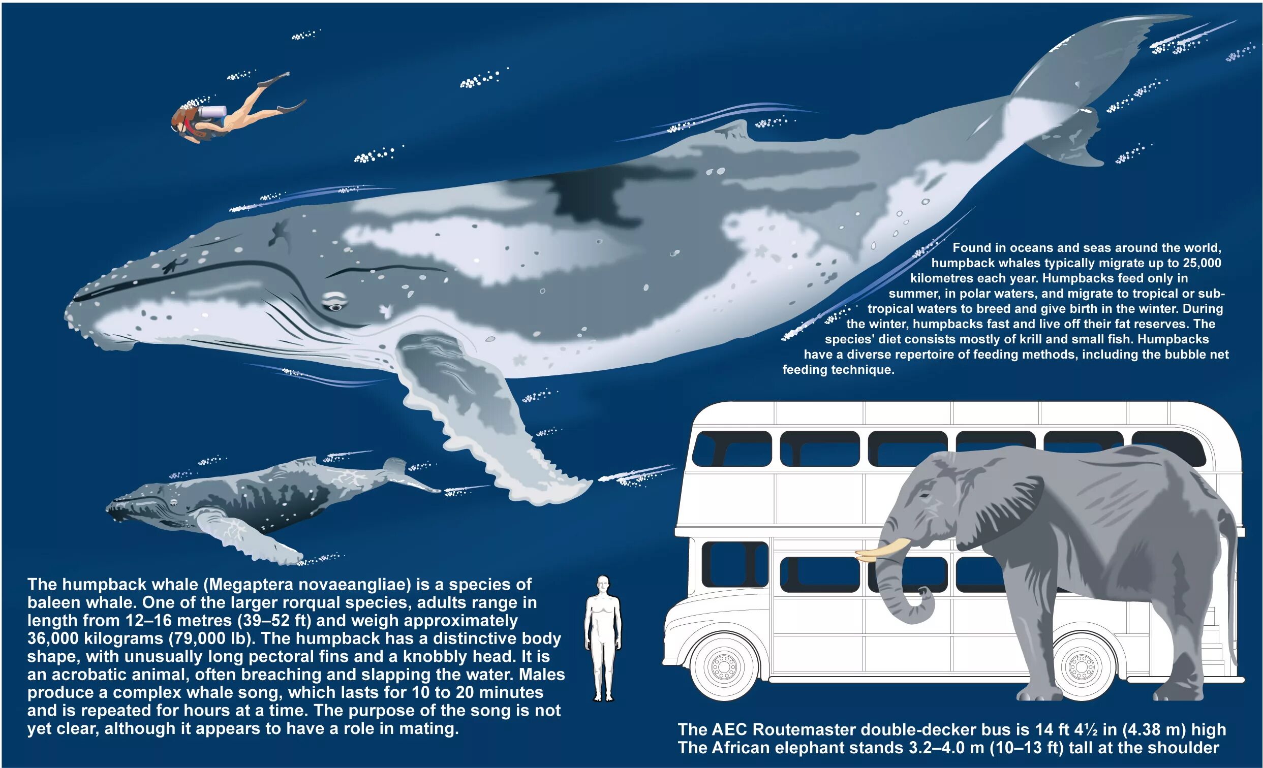 Киты по размерам в сравнении. Серый кит и синий кит. Горбатый кит финвал. Горбатый кит териберка. Горбатый кит xl (88347b).
