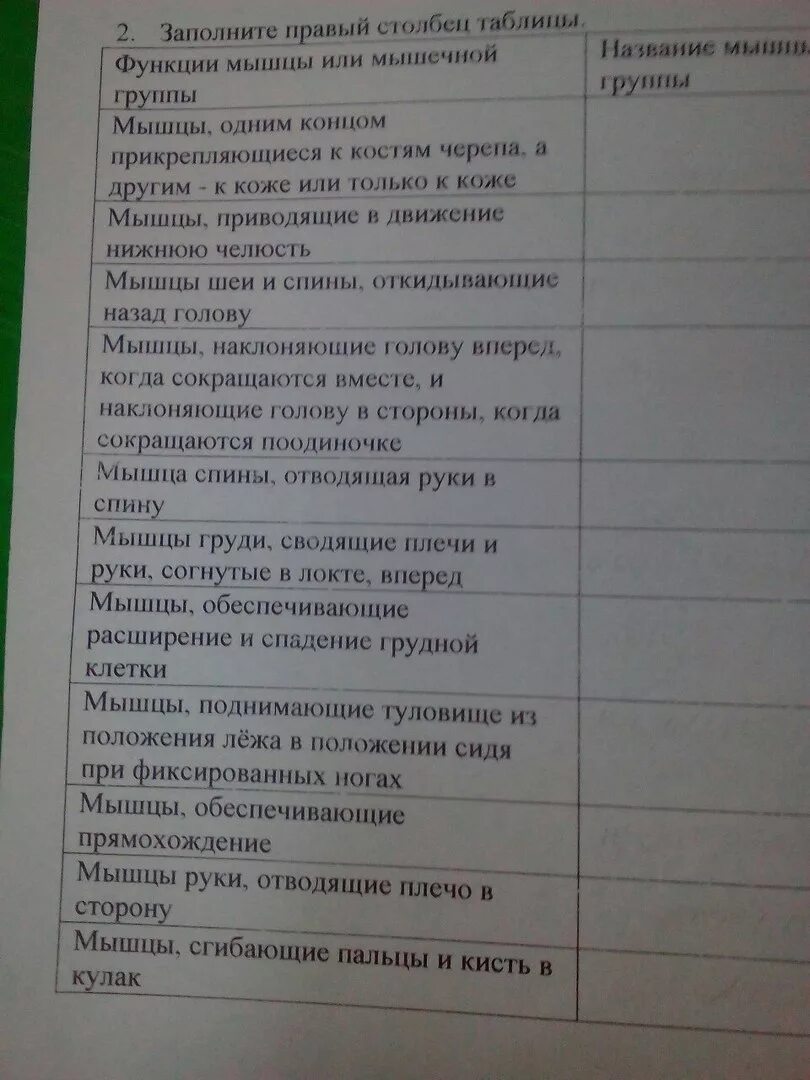 Мышцы обеспечивающие прямохождение - Вопросы и ответы