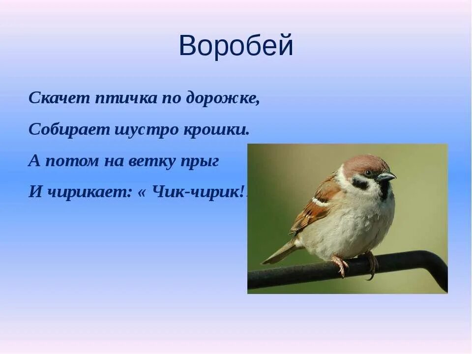 Сегодня у окошка чирикнул воробей. Загадка про воробья. Загадка про воробья для детей. Стих про воробья для детей. Стих о творение про Воробь.