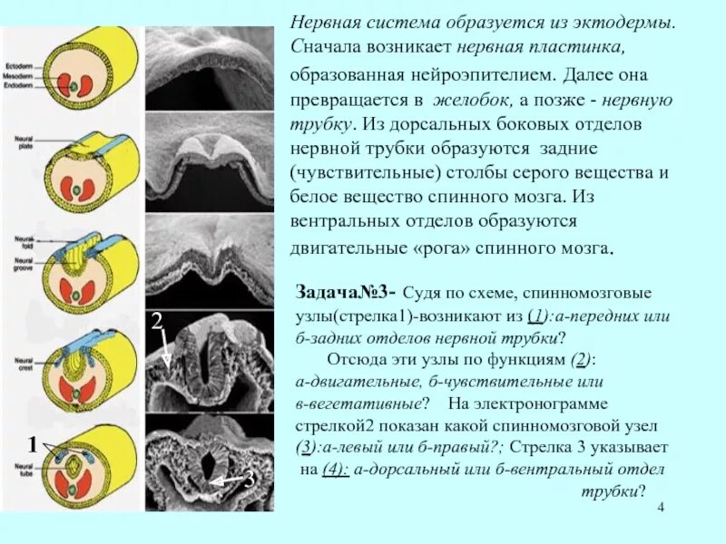 Спинной мозг из эктодермы. Образование нервной трубки из эктодермы. Нервная трубка и нервная пластинка. Механизм образования нервной трубки. Этапы образования нервной трубки.