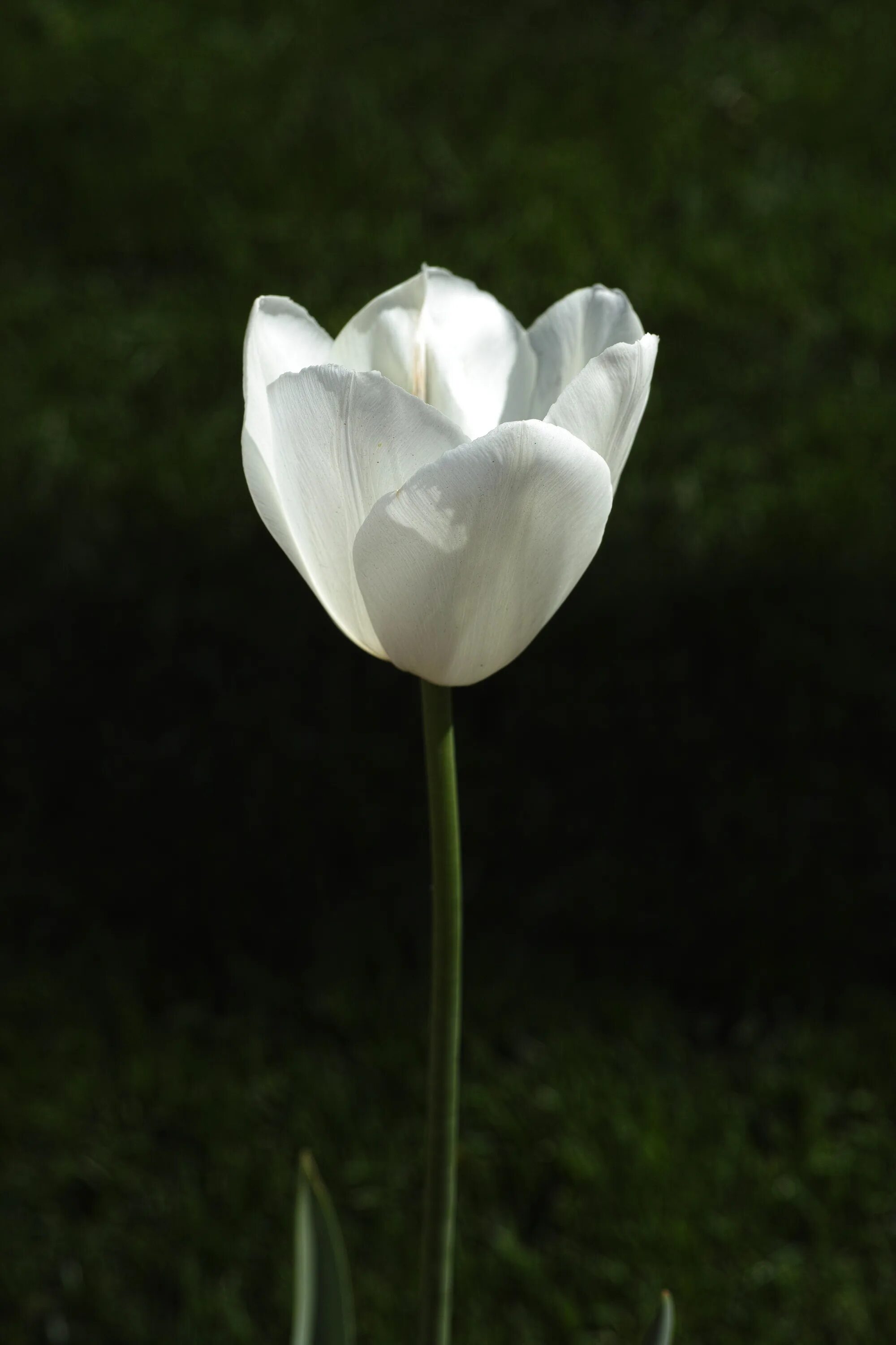 White tulip. Тюльпан grass white. белые тюльпаны. цветы одиночные. красивые цветы белые тюльпаны.