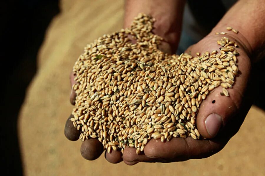 Биотопливо 2 поколения. Завод биоэтанола бразилия. Экспорт зерновых. Экономика зерна. Экспорт зерна.