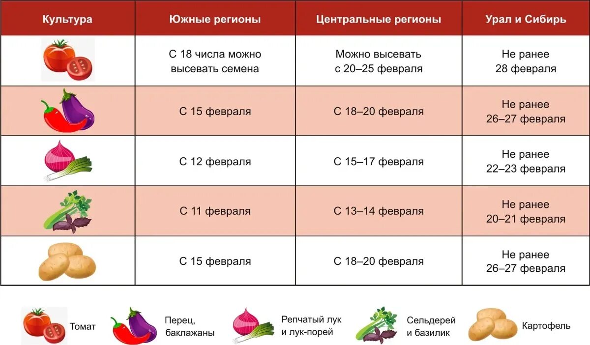 Даты посадки помидоров на рассаду в 2024