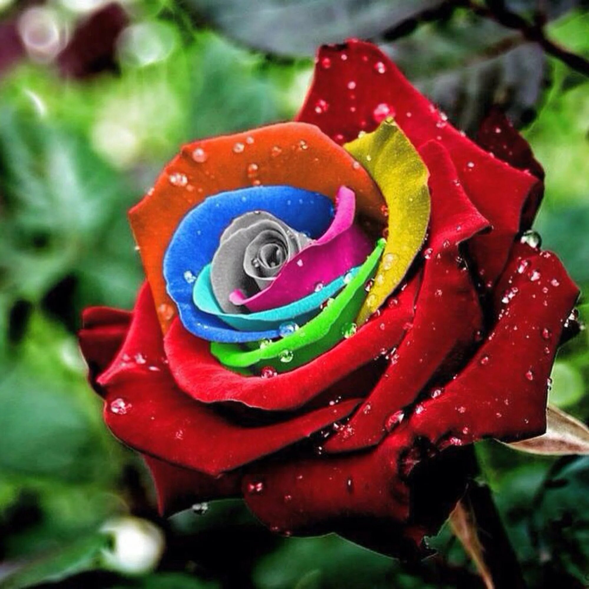 Какова цвета розы. Оттенки роз название цвета. Разновидности цветов. Цветы типа роз. Разноцветные розы сорта.