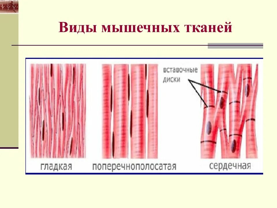 Какие функции выполняет гладкая ткань. Поперечнополосатая и гладкая мышечная ткань. Клетки поперечно-полосатой мышечной ткани. Скелетная сердечная и гладкая мышечная ткань. Схема строения мышечной ткани.