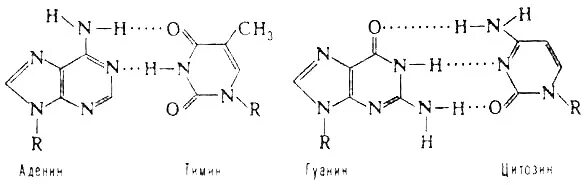 Комплиментарные днк. Азотистые основания водородные связи. Комплементарная пара аденин Тимин. Комплементарные пары азотистых оснований в нуклеиновых кислотах. Комплементарные азотистые основания в ДНК.