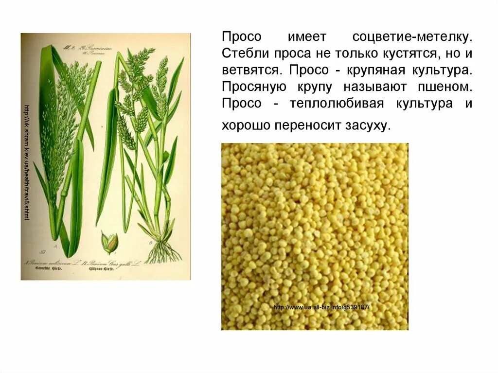 Соцветие сорго и просо. Формула семейства злаковых просо. Соцветие метелка просо. Злаки для дошкольников. Особенности проса