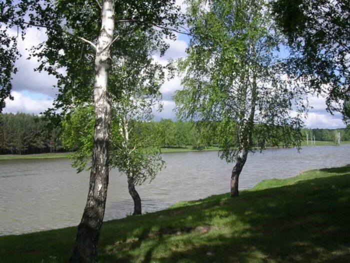 Село болотное. Озеро Дивинка Болотнинский. Озеро Болотное Новосибирская область. Природа Болотнинского района Новосибирской области. Солдатский пруд.