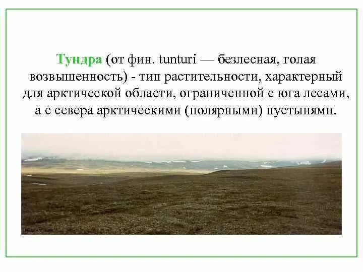 Почему тундра является безлесной