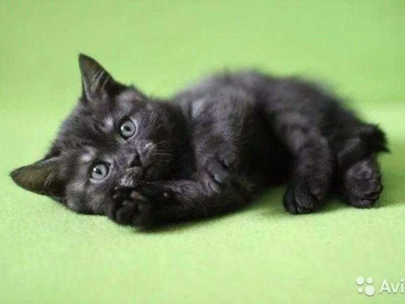 черный дым кот. сибирская кошка черный табби. шотландские котята страйт черный. азиатская табби кошка черная. британский прямоухий котенок черный дым.