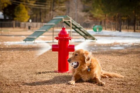 Dog park