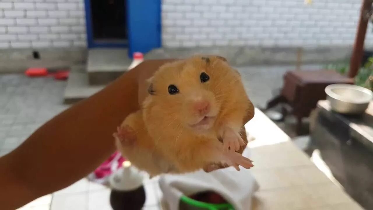 хомякам 4 дня