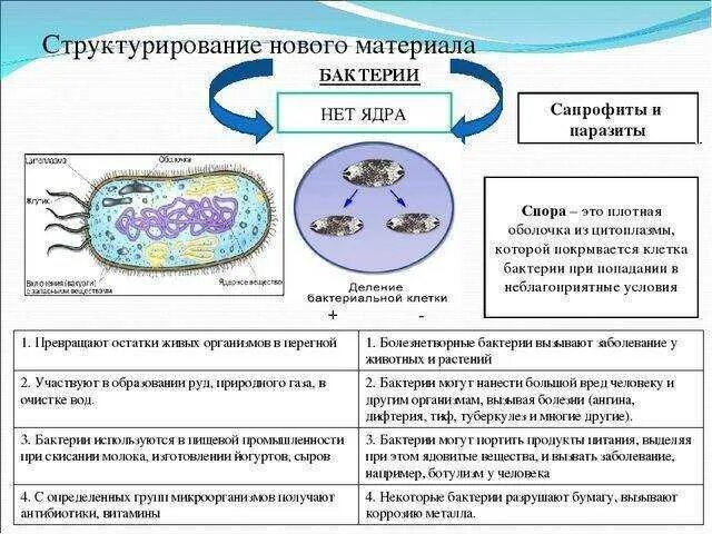 Конспект многообразие и значение бактерий вирусов. Общая характеристика бактерий 9 класс. конспект по биологии 5 класс характеристика царства бактерии.