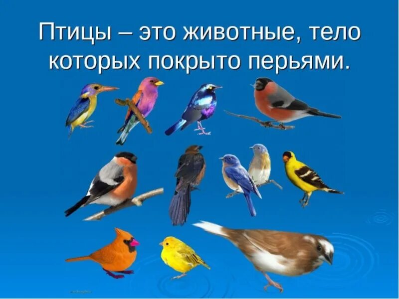 Птички класс. Птицы это животные тело которых покрыто перьями. Птицы 1 класс. Мир птиц 1 класс. Птицы слайд.