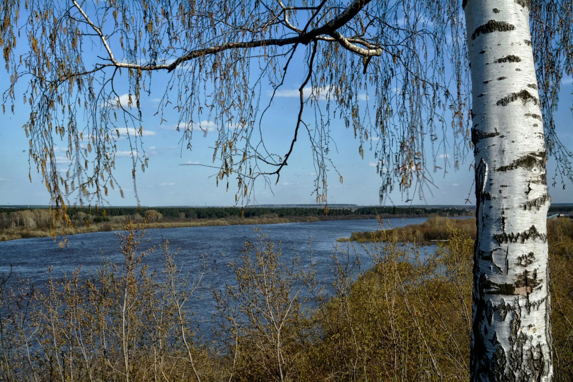 Грустные березы. Березка белоствольная склонилась у пруда. Береза. Одинокая береза красивая. Береза вблизи.