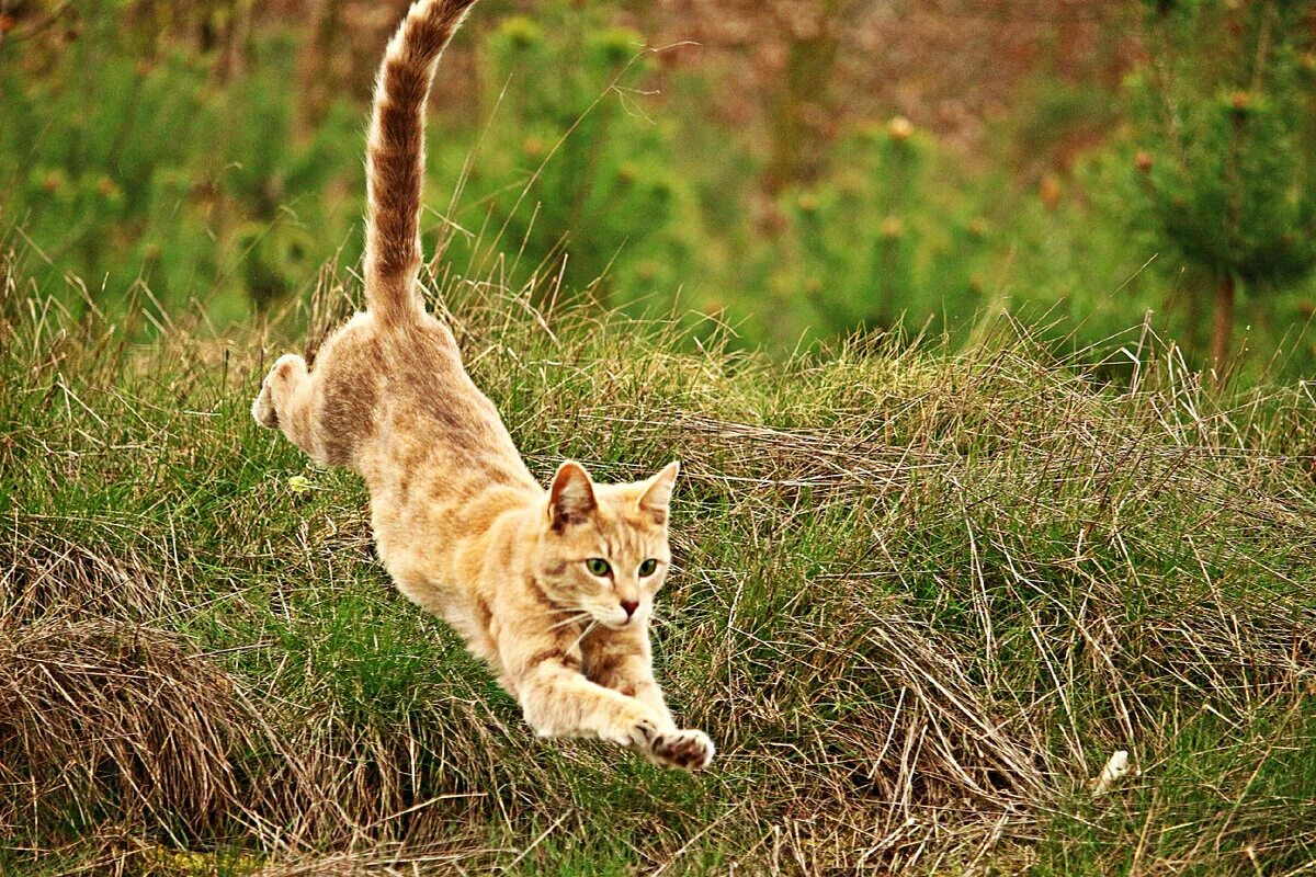 Кошка в прыжке. Кошка бежит. Кошка на природе. Кошка в движении. Выскочил из засады