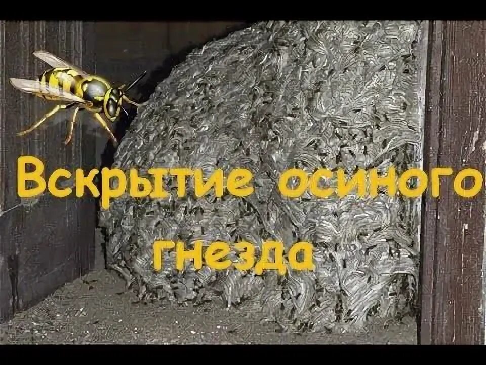 Как избавиться от ос на балконе квартиры. Осиное гнездо. осиное гнездо на балконе. разворошить осиное гнездо. осиное гнездо под полом на балконе.