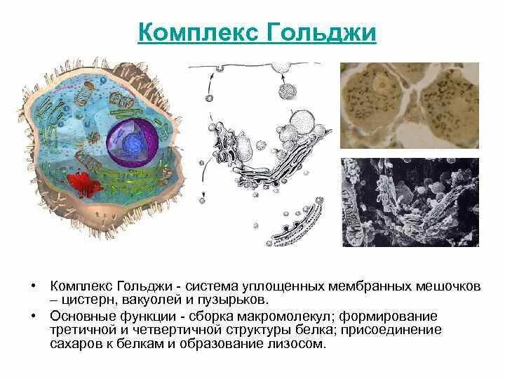 Система канальцев пронизывающих цитоплазму система уплощенных. Клетки гольджи мозжечка. вакуоли комплекса гольджи. цистерны система уплощенных мембранных мешочков. функция клеток гольджи мозжечка.
