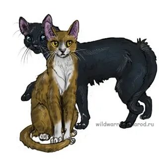 Грач и листвичка коты