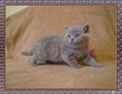 Продаю британских котят