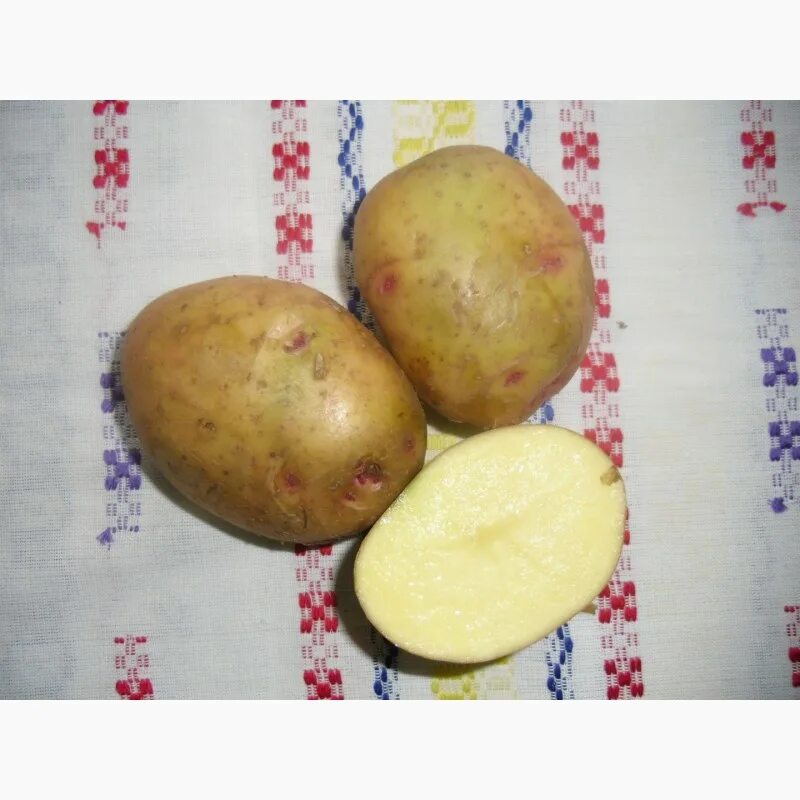 Пикассо описание сорта. Семенной картофель пикассо. купить картофель пикассо на посадку.