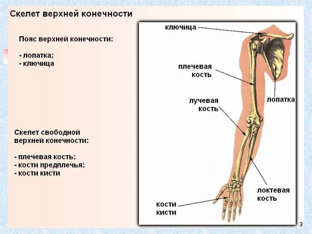 Сколько конечностей верхних конечностей. Скелет конечностей человека биология 8 класс. Скелет верхней конечности биология 8 класс. Скелет верхней конечности человека биология 8. Скелет свободной верхней конечности анатомия.