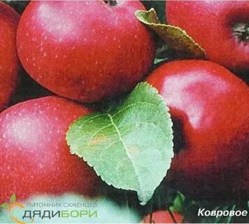 Яблоня ковровая фото описание