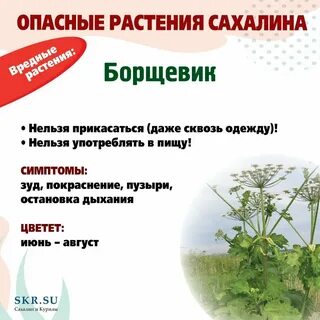Какие травы убивают человека