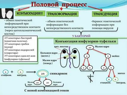 Что такое автотомия в биологии