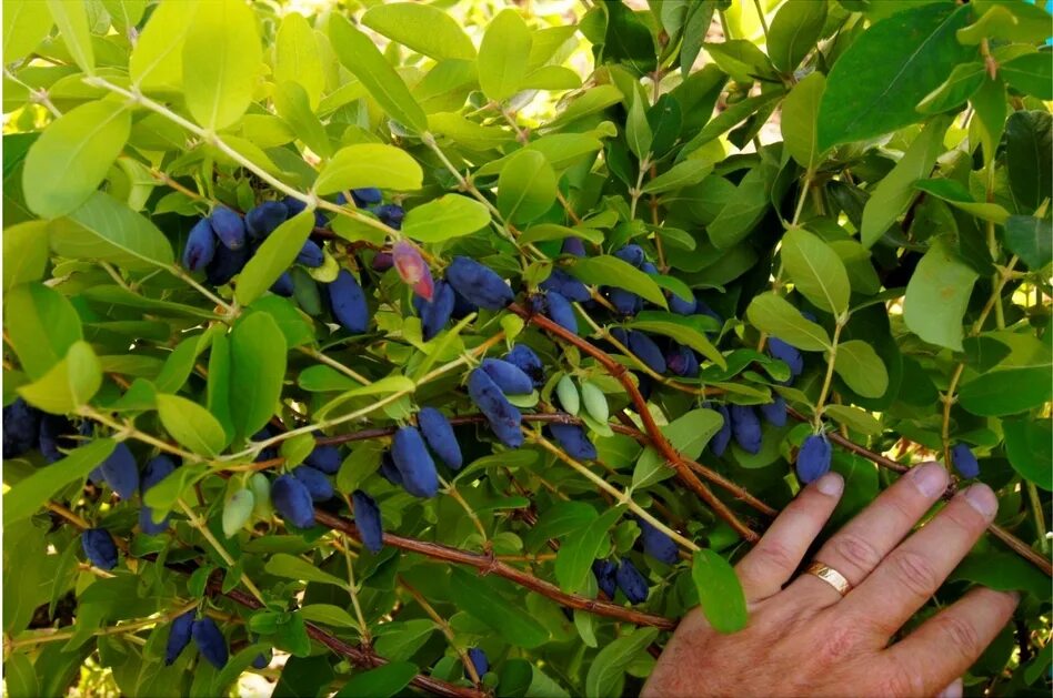 Как посадить куст жимолости. Жимолость ягода кустарник. жимолость съедобная кустарник. жимолость съедобная жимолостные. жимолость ягодный кустарник.