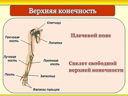 Верхний плечевой пояс это