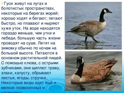 Гусь сочинение