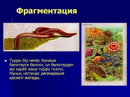 Фрагментация