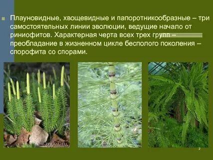 Покрытосеменные папоротники зеленые водоросли