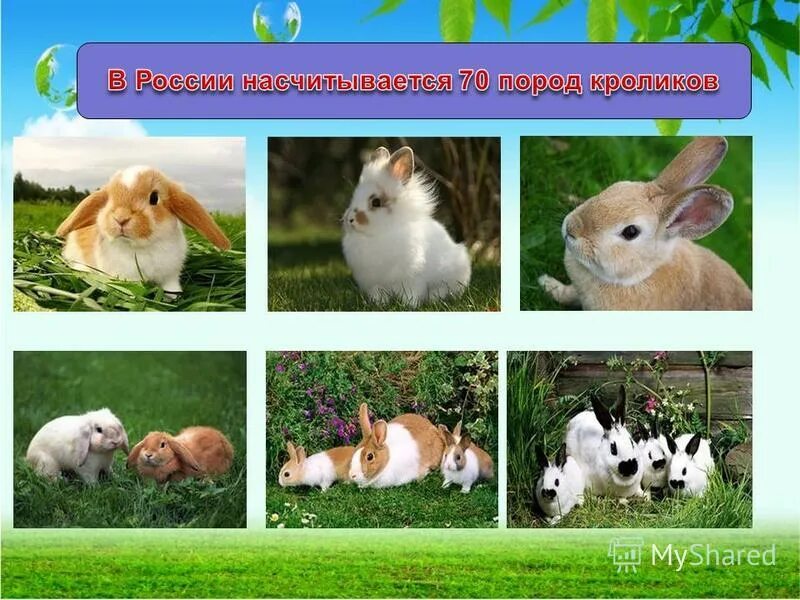 К каким животным относятся кролики. Презентация на тему кролики. Проект кролики Мои домашние питомцы. Породы кроликов проект. Проект мой домашний питомец кролик.