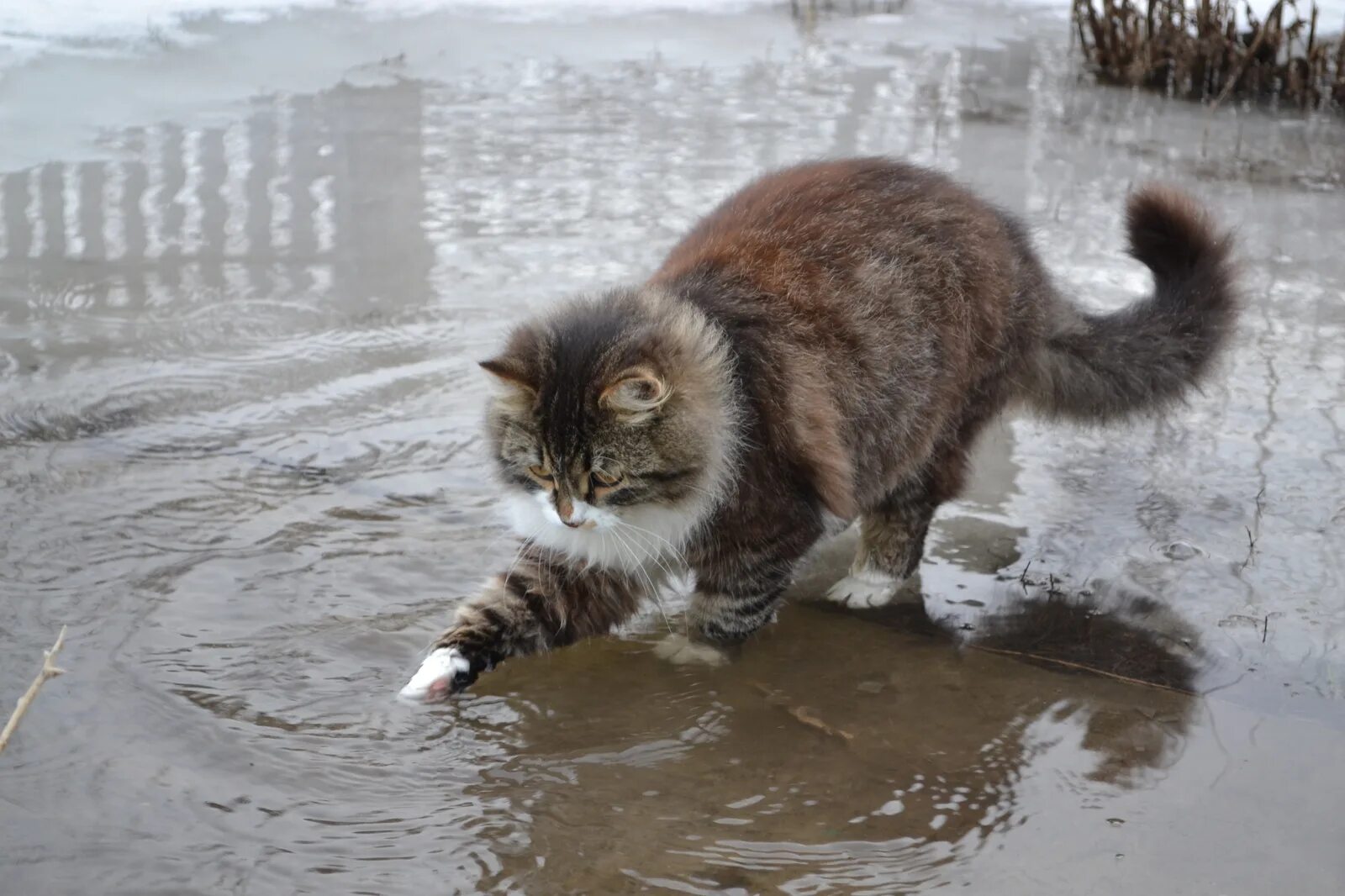 Кот в луже. Котик в луже. Кот по лужам. Котенок по лужам.