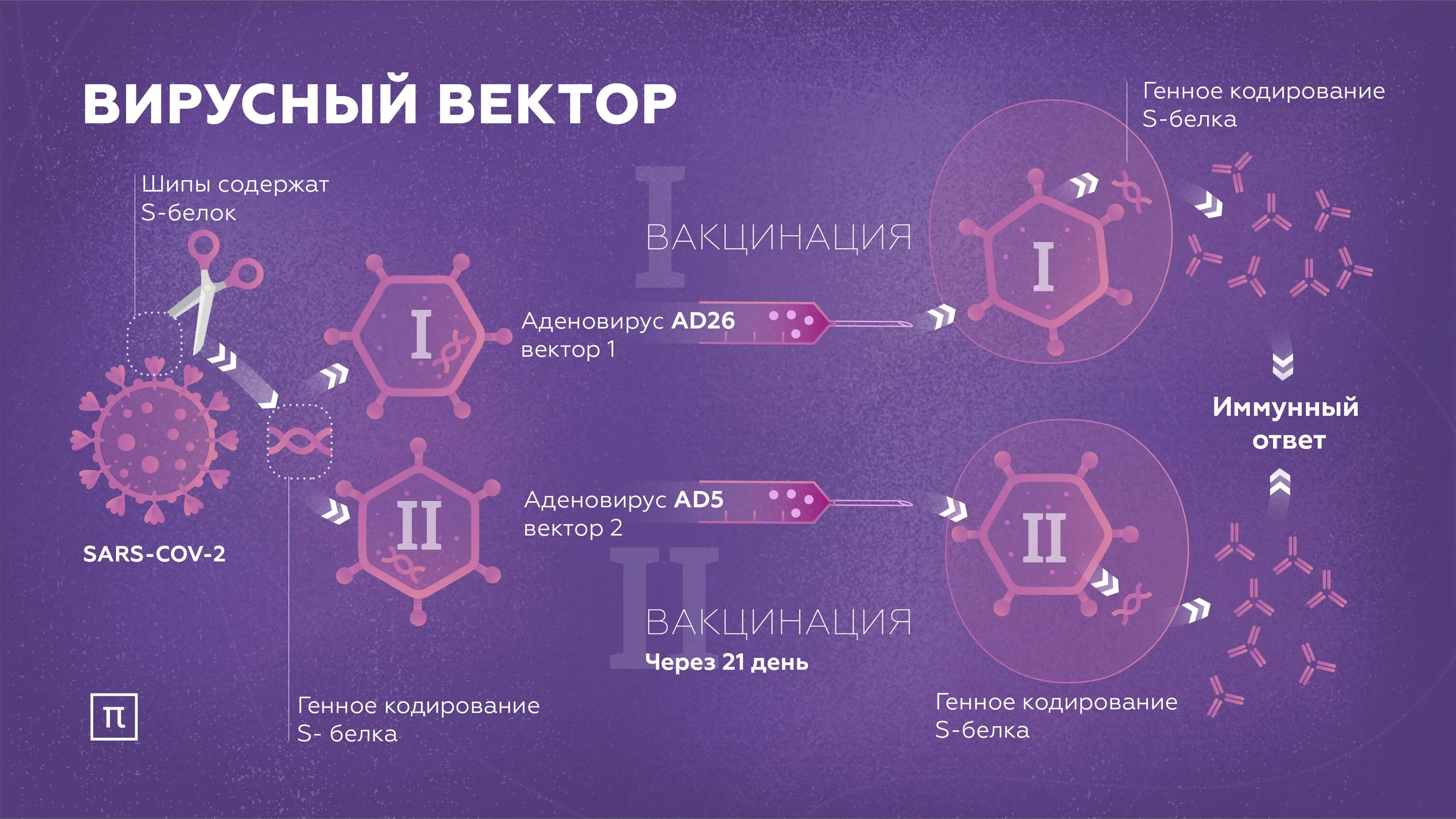 Принцип действия вакцины Спутник v. Схема действия вакцины. Вакцины на основе вируса. Векторные вакцины.