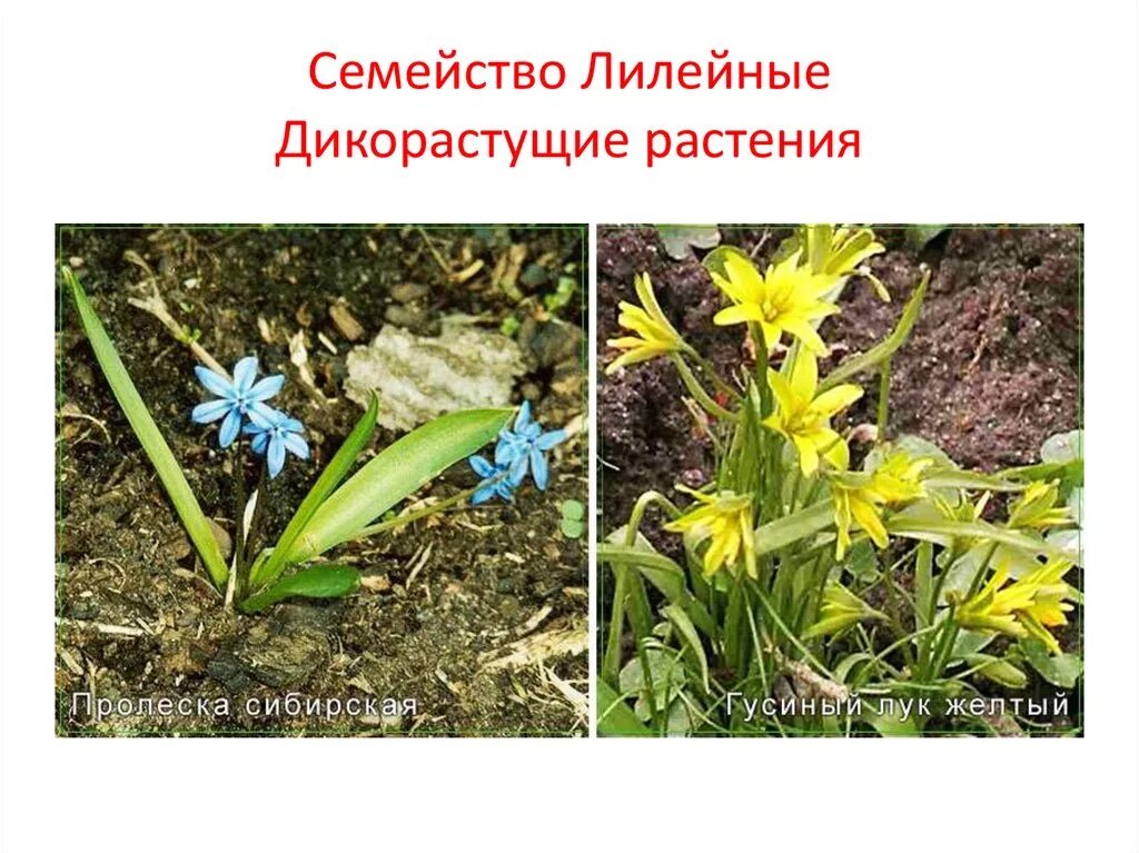 Дикорастущие лилейные растения примеры Презентация по биологии 7 класс на тему "Семейства цветковых растений"