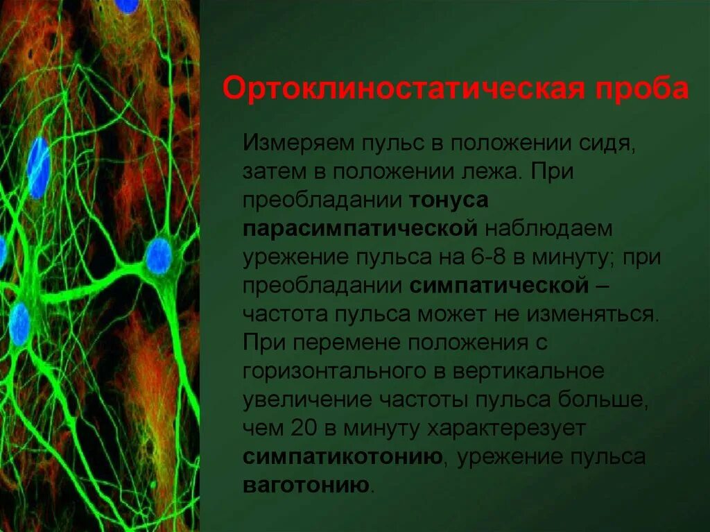Иннервирует гладкие мышцы. Методы исследования ВНС. Методика исследования вегетативной нервной системы. Исследование функций вегетативной нервной системы неврология. Механизм глазосердечного рефлекса.
